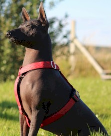 DINGO Terra Fire Szelki wegańskie Guard Czerwone S - Zdjęcie nr 4