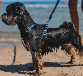 DINGO Terra Ocean Szelki wegańskie Guard Granatowe M - Zdjęcie nr 4