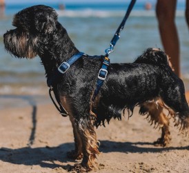 DINGO Terra Ocean Szelki wegańskie Guard Granatowe L - Zdjęcie nr 4
