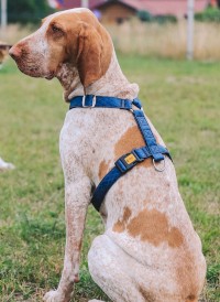 DINGO Terra Ocean Szelki wegańskie Guard Granatowe M - Zdjęcie nr 5
