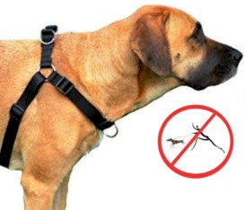DINGO Easy Walk Szelki z taśmy Czerwone Roz.60 - Zdjęcie nr 11