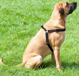 DINGO Easy Walk Szelki z taśmy Czarne Roz.100 - Zdjęcie nr 6