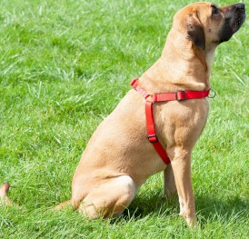 DINGO Easy Walk Szelki z taśmy Czerwone Roz.100 - Zdjęcie nr 7