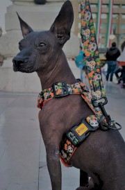 DINGO City Chiapas Szelki Guard M 38-70cm - Zdjęcie nr 6