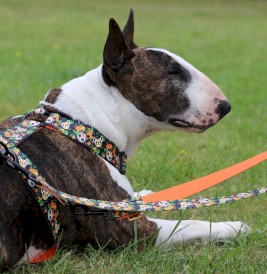DINGO City Chiapas Szelki Guard L 55-100cm - Zdjęcie nr 9