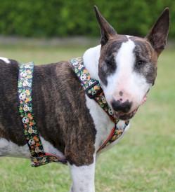 DINGO City Chiapas Szelki Guard L 55-100cm - Zdjęcie nr 10