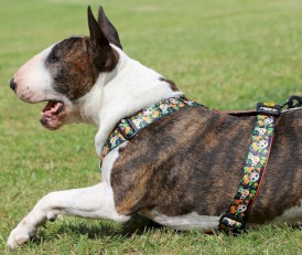 DINGO City Chiapas Szelki Guard M 38-70cm - Zdjęcie nr 11