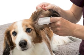 TRIXIE Ear Care Nakładki na palce do czyszczenia uszu 50szt - Zdjęcie nr 5