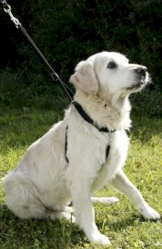 KERBL Uprząż dla psa Maxi Leader Czarna 45-60cm - Zdjęcie nr 2