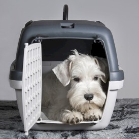 STEFANPLAST Gulliver 1 Transporter niebieski-brąz 48cm - Zdjęcie nr 7