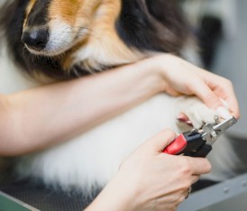 GLEE Nail Clipper Cążki do obcinania pazurów S - Zdjęcie nr 2