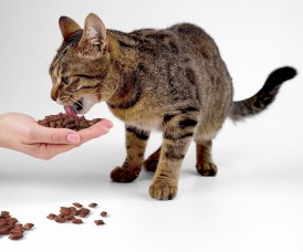 EGEO Cat Crunchy Pillow Poduszeczki Tuńczyk z Kurczakiem dla kota 60g - Zdjęcie nr 3