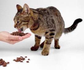 EGEO Cat Crunchy Pillow Poduszeczki Kurczak z Łososiem dla kota 60g - Zdjęcie nr 3