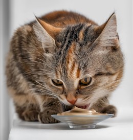 PERFECT PET FISI Cat Adult Kurczak Łosoś w Musie dla kota 80g - Zdjęcie nr 3