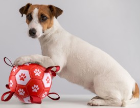 GLEE piłka piłkarska dla psa z uchwytami czerwono-biała rozmiar medium 15 cm