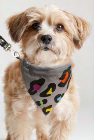 GLEE Platinum Indy Leo Bandana dla psa XS / S - Zdjęcie nr 6