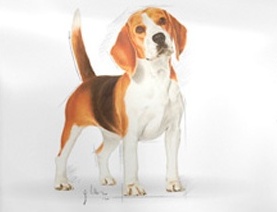 Karma ROYAL CANIN dla Beagle