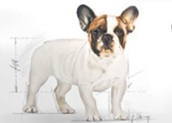 Karma ROYAL CANIN dla Bulldoga Francuskiego