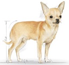 Karma ROYAL CANIN dla Chihuahua