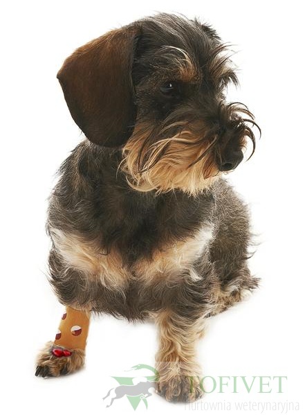 Naturalny plaster na rany dla psa i kota zapobiega lizaniu